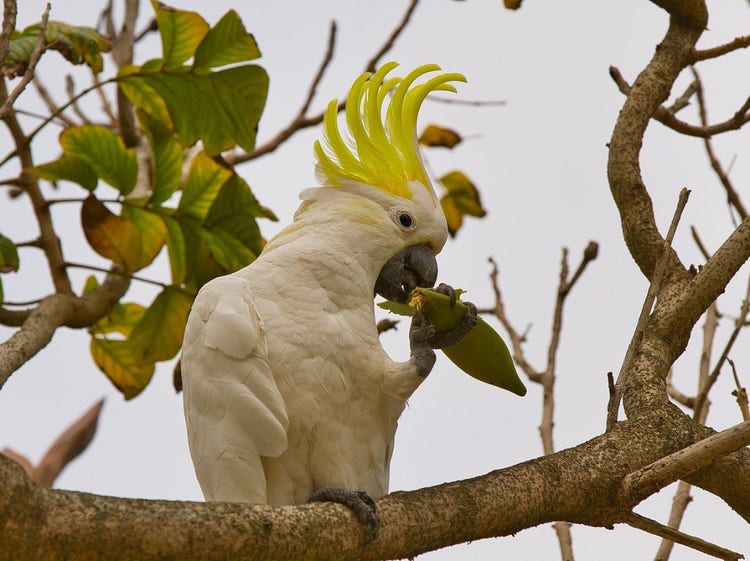 Sulphur-crested cockatoo holding a seed in its clawed food