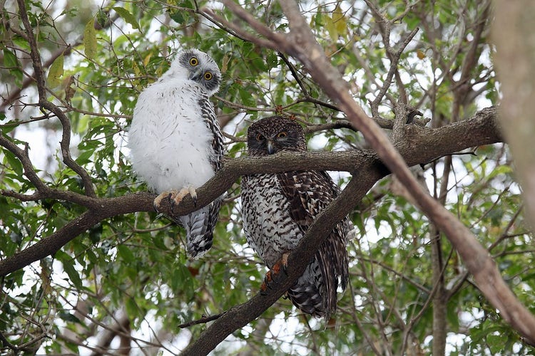 White fluffy powerful owl chick with adult