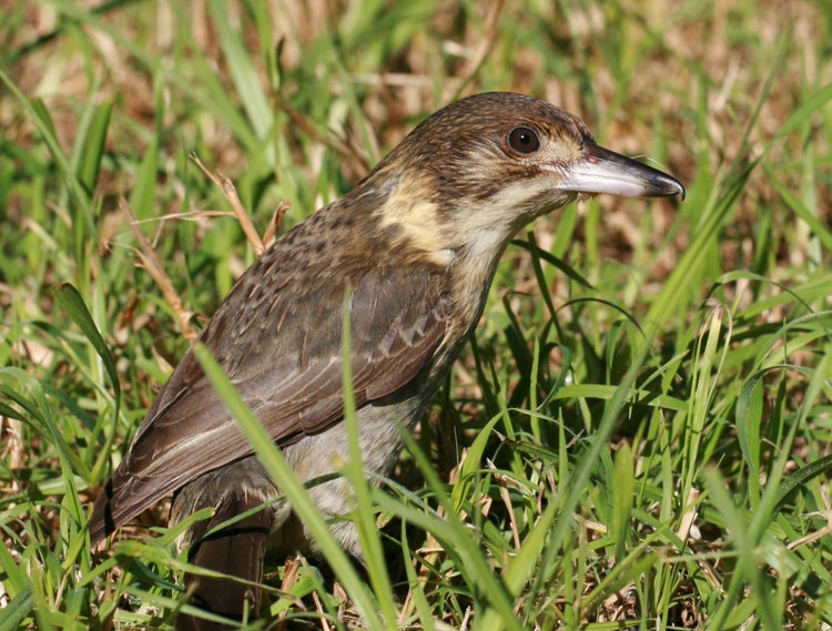Juvenile grey butcherbird with brown feathers standing on the ground.