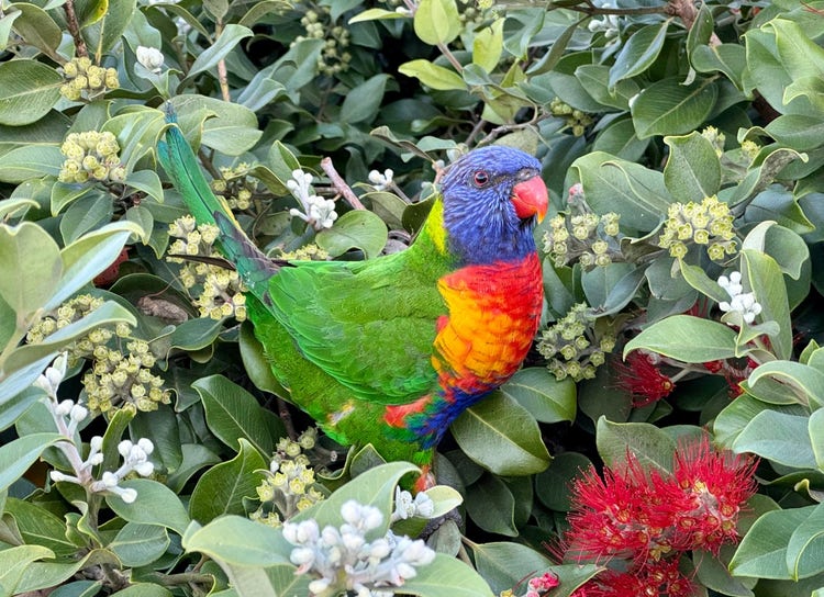 Rainbow lorikeet in a plant with many feathery flowers