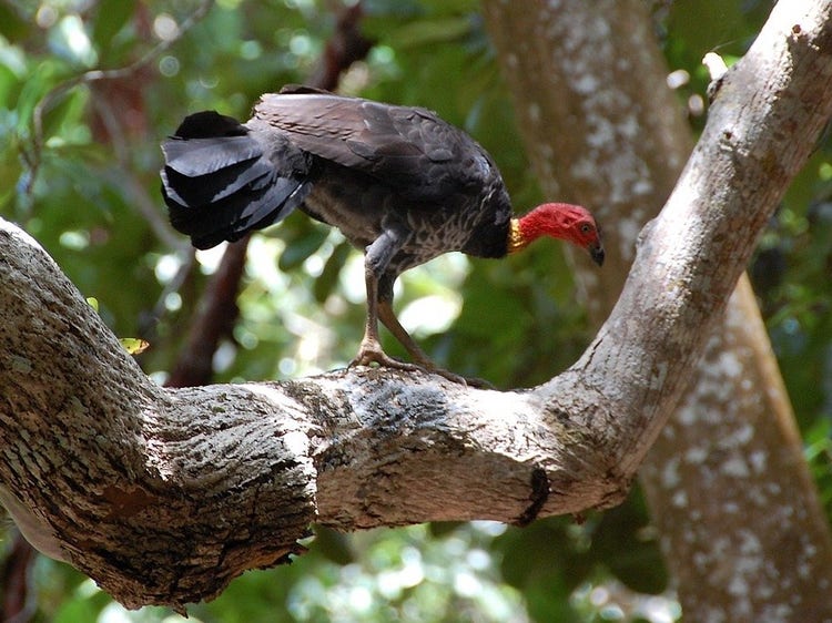 A brush turkey standing in a tree on a branch