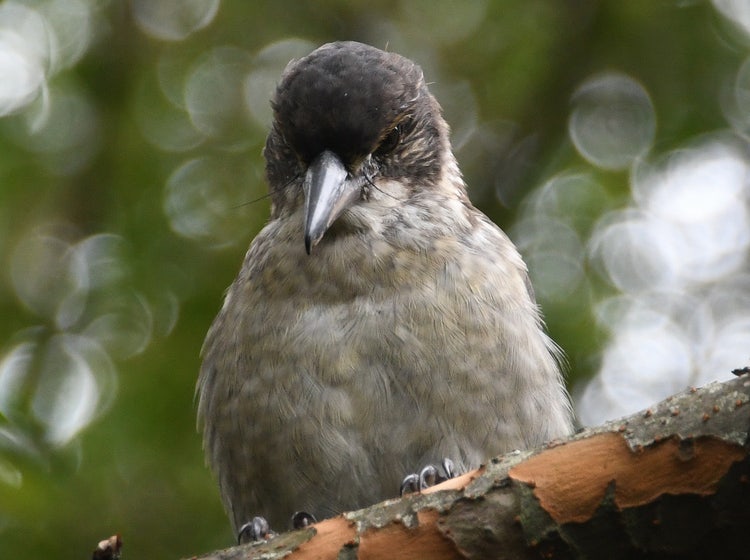 Butcherbird looking down with eyes focused along its arrow-shaped beak, showing forward-facing vision for spotting prey.
