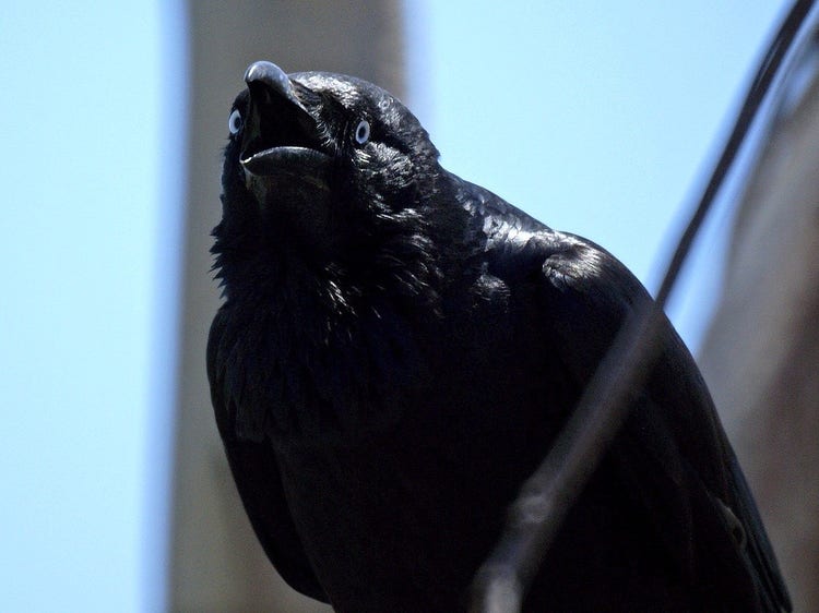 Close-up of an Australian raven’s head with its pointed beak open while calling.