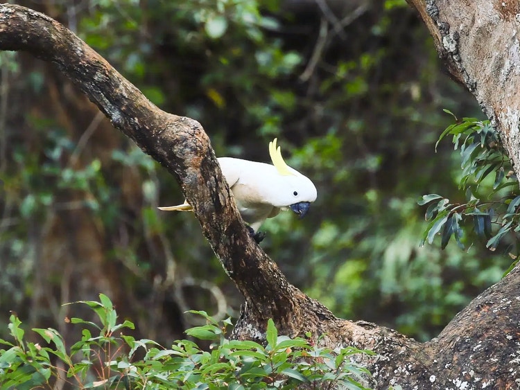 Sulphur-crested cockatoo perched high on a tree branch in forest bushland.