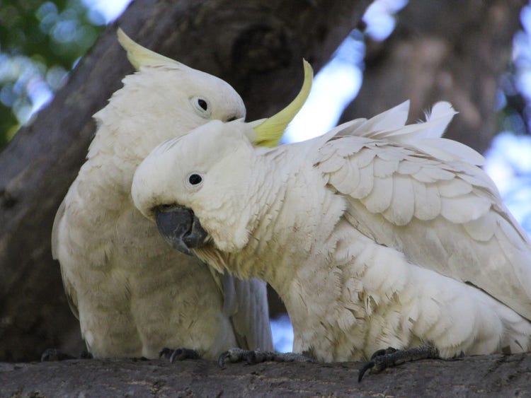 A pair of cockatoos rubbing their heads together whilst perched on a branch.