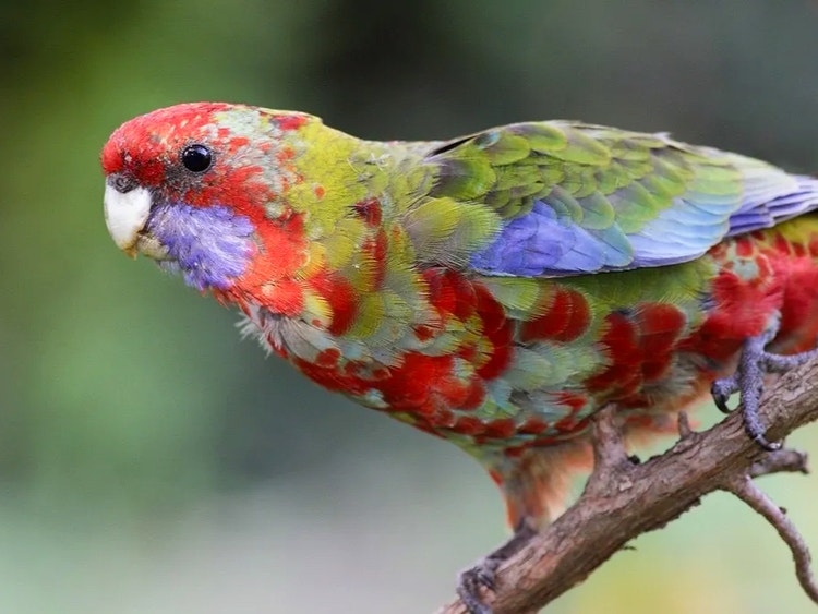Juvenile crimson rosella with mottled mix of olive green and red feathers as it changes to adult plumage.