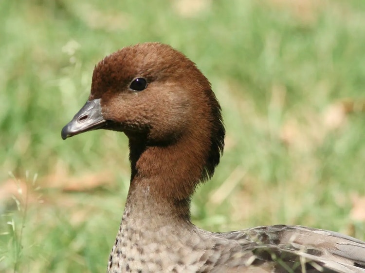 Close-up of a male wood duck showing its brown head, mane of feathers on the back of the head, rounded beak and small dark eyes.