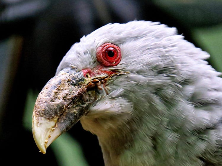 Head of a channel-billed cuckoo showing its strong curved beak.