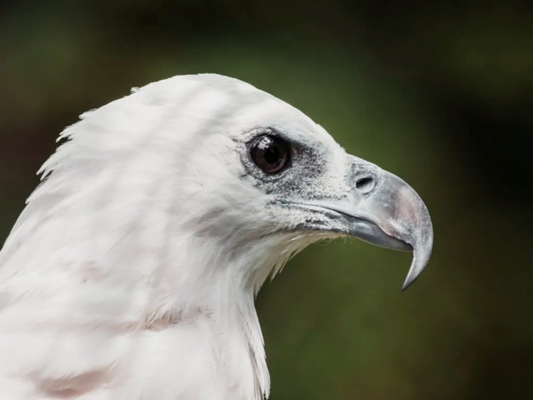 Close-up of a white-bellied sea eagle’s head showing its large curved pointed beak and sharp eyes.