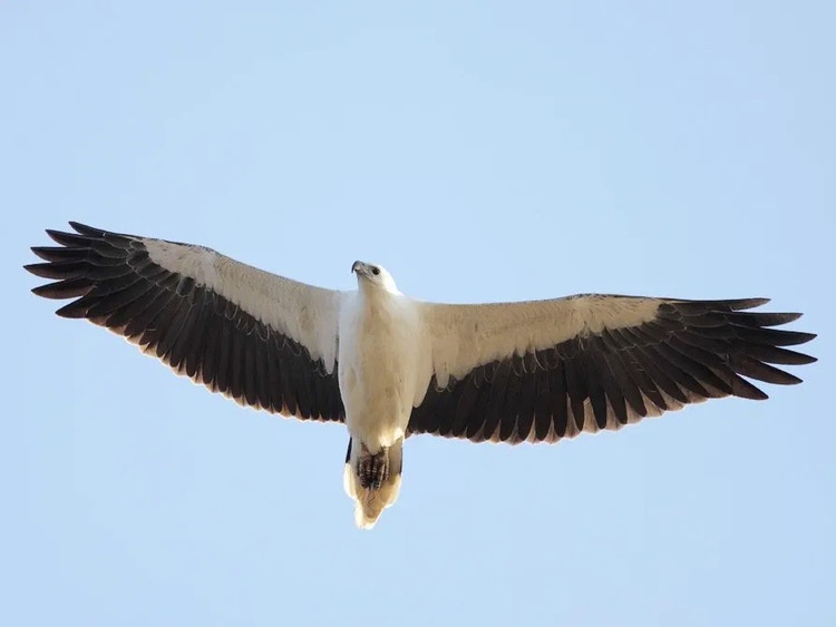 White-bellied sea eagle seen from below with wings outstretched and feet tucked up while soaring over the coast.