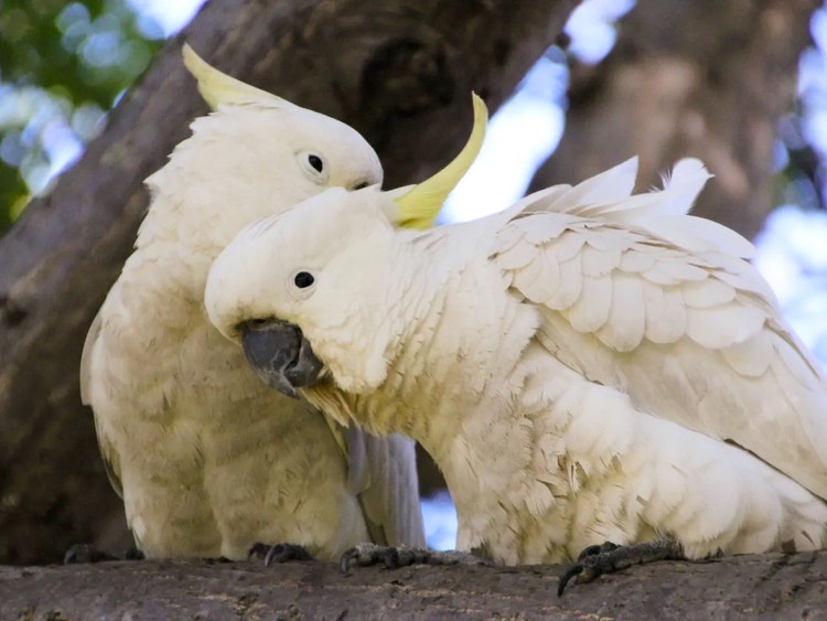 Pair of sulphur-crested cockatoos perched on a branch gently rubbing their heads together, showing a strong bond.