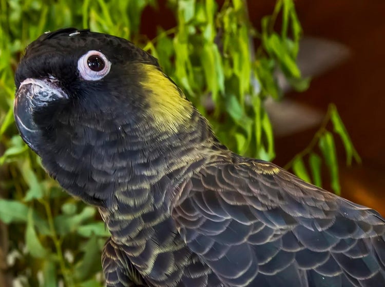 Head of a cockatoo with a round eye and curved beak