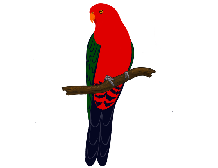 Male Australian king parrot with bright red head and chest and green wings perched on a branch.