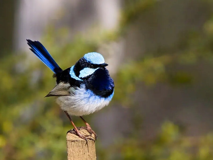 Male superb fairywren standing on a wooden fence post showing his bright blue head and tail.