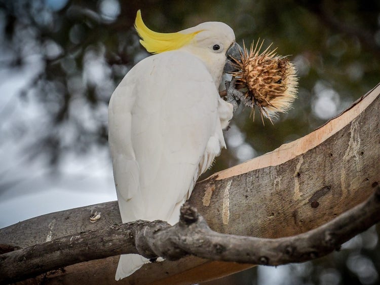 Sulphur-crested cockatoo using its beak to grip a spiky wooden fruit.