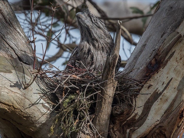 Tawny frogmouth on messy nest of sticks in a tree fork.