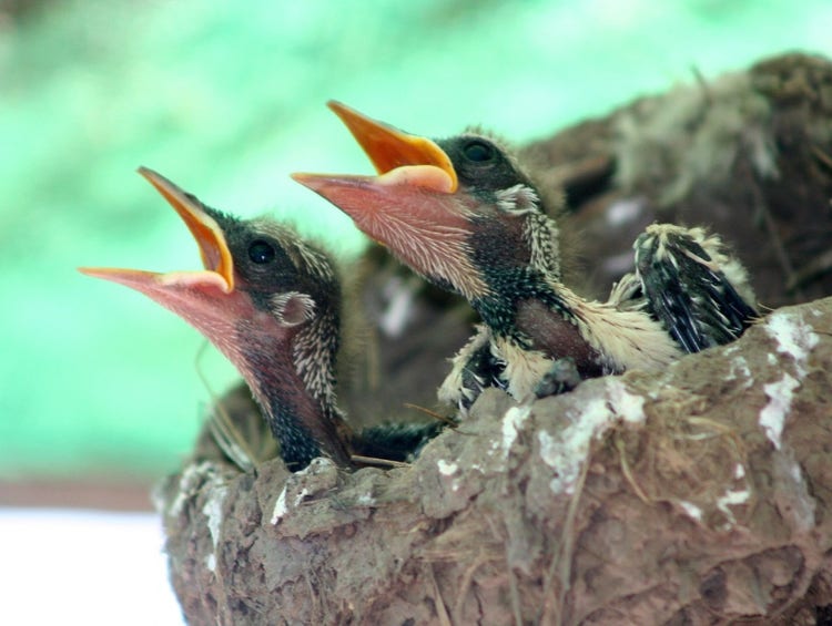 A mud nest with two baby birds without feathers with their beaks wide open.
