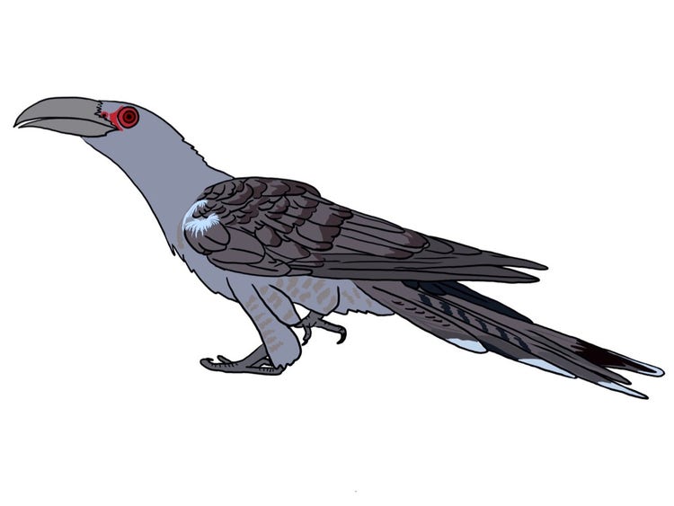 Channel-billed cuckoo with a large thick curved beak and long body.