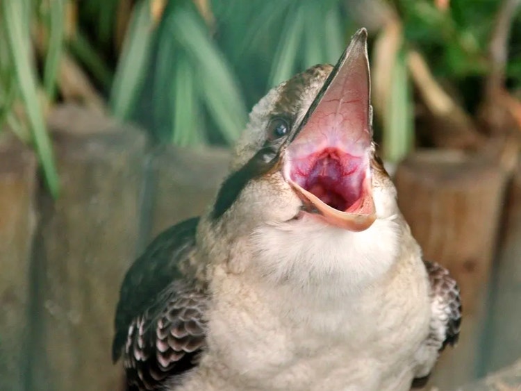 Laughing kookaburra with its beak wide open while giving its loud laughing call.