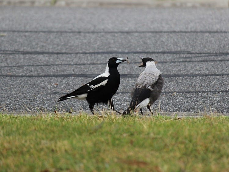 Adult Australian magpie leaning forward to feed a grey juvenile magpie with its beak wide open.