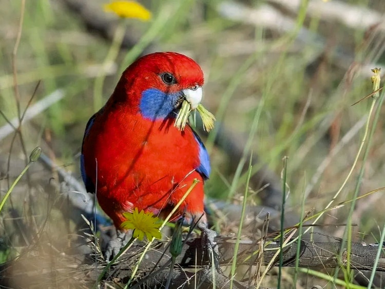 Crimson rosella on the ground holding part of a dandelion flower in its beak.