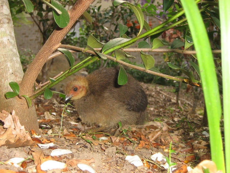 A small round fluffy brown brush turkey chick.