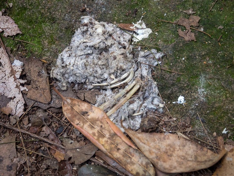 Powerful owl pellet containing feathers and bones