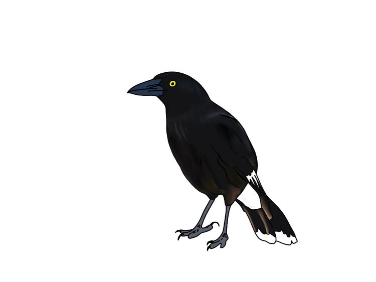 Pied currawong with black body and bright yellow eyes showing white feather patches on the tail.