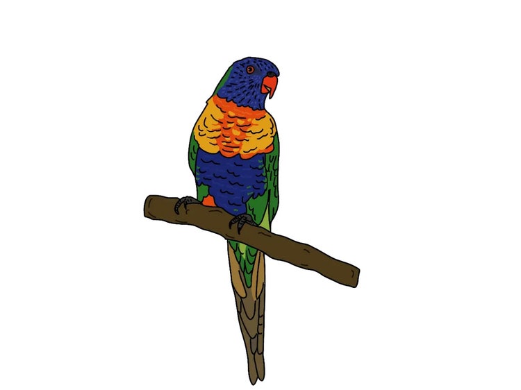 Rainbow lorikeet perched on a branch showing its blue head, orange chest, green wings and long green tail.