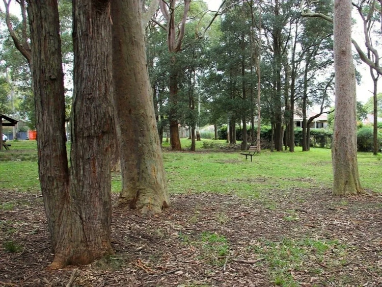 Open parkland with tall eucalypt trees and short grass, a typical habitat for noisy miners.