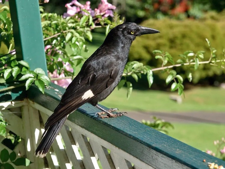 Pied currawong sitting on a veranda railing in a suburban garden.