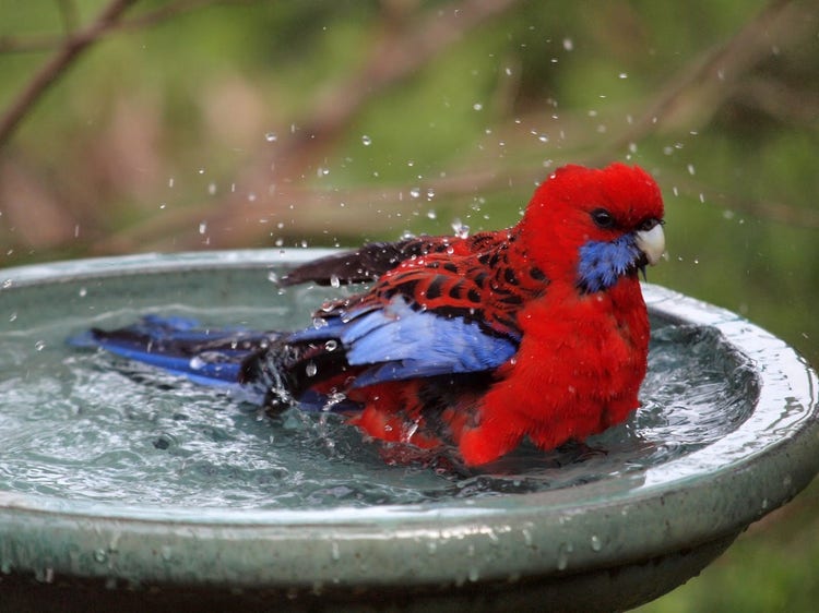 Crimson rosella sitting in a large round bowl of water and splashing water onto its feathers.