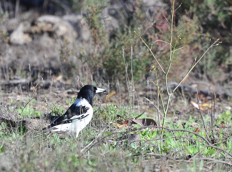 Pied butcherbird standing on the ground searching for prey in the grass.