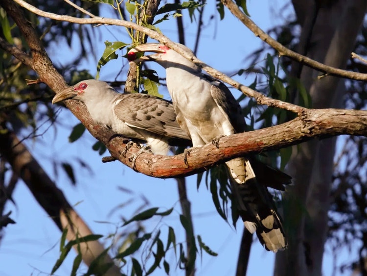 Two channel-billed cuckoos perched on a branch, one holding a small round fig in its beak.