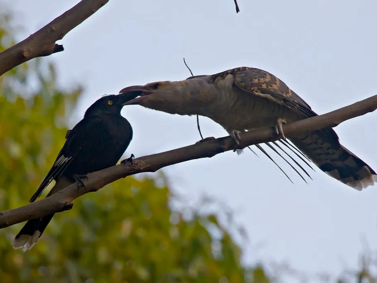 Adult pied currawong feeding a large channel-billed cuckoo chick that hatched from an egg laid in the currawong’s nest.