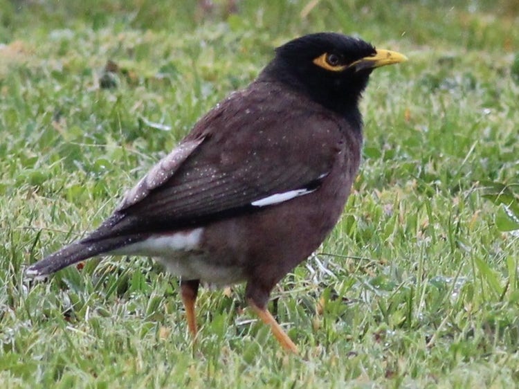 Dark brown Indian myna on the ground