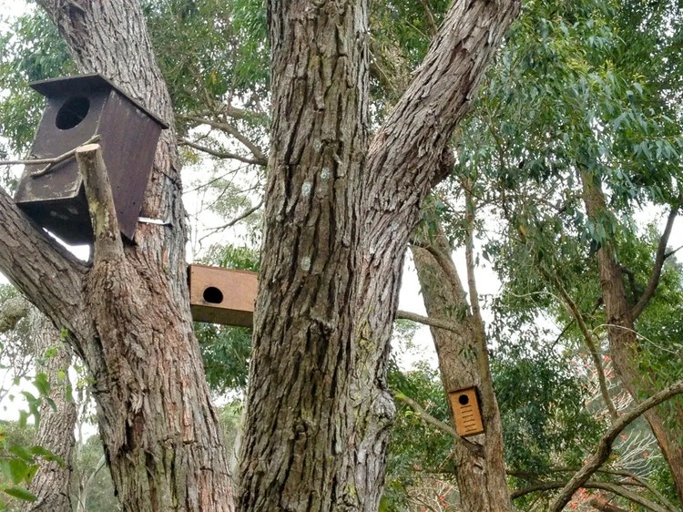 Rectangular timber nesting boxes attached to tree trunks to provide extra hollows for laughing kookaburras and other wildlife.