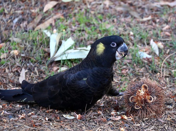 Yellow-tailed black cockatoo on the ground, holding a fallen banksia cone with one foot.