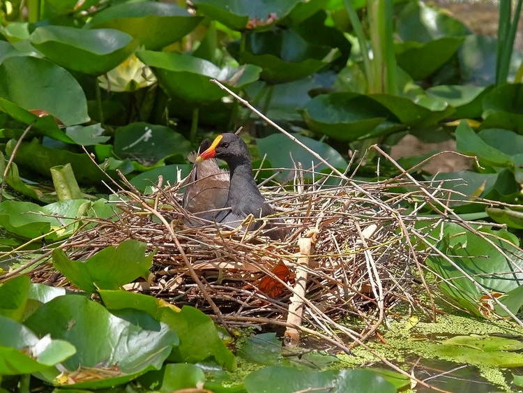 Dusky moorhen sitting in a messy bowl-shaped nest made of reeds and rushes floating among lily pads.