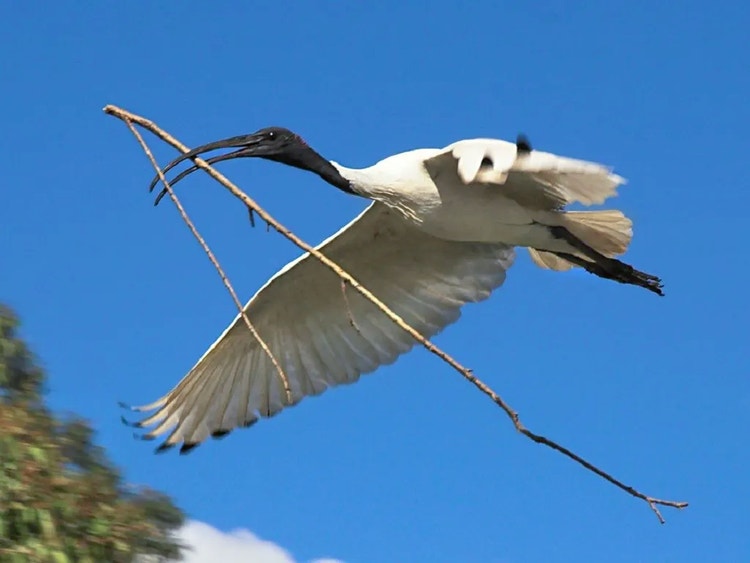 White ibis flying with a stick held in its beak to build a nest in a tall tree.