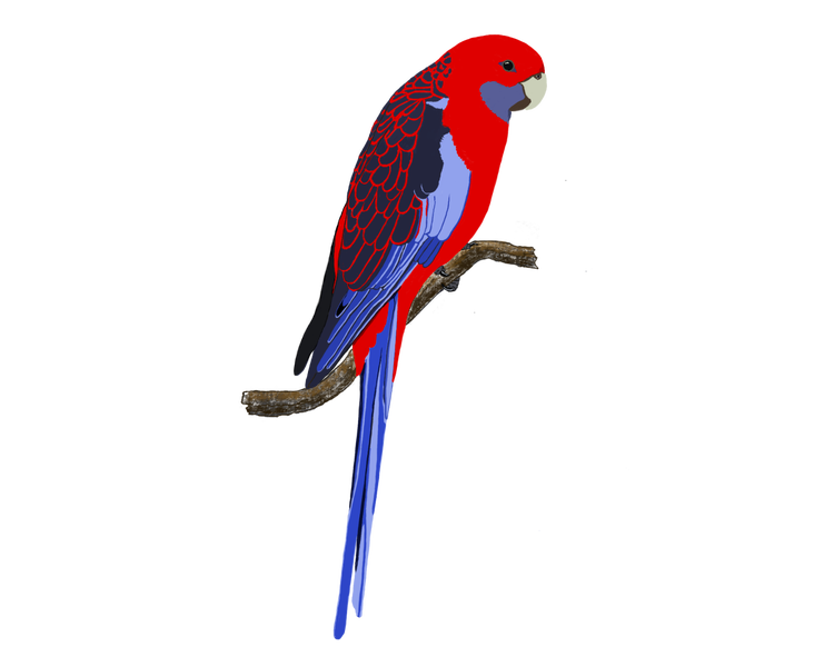 Bird with curved beak and long tail perched on a branch. The head and body are red in colour. The cheeks, tail and wing feathers are blue in colour.