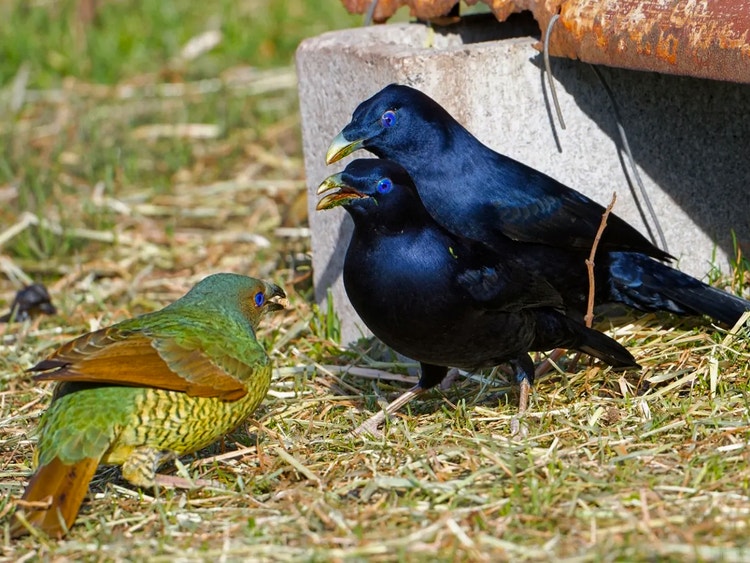 Flock of satin bowerbirds at a sheep farm with one green female or immature male and two glossy black mature males feeding near a trough.