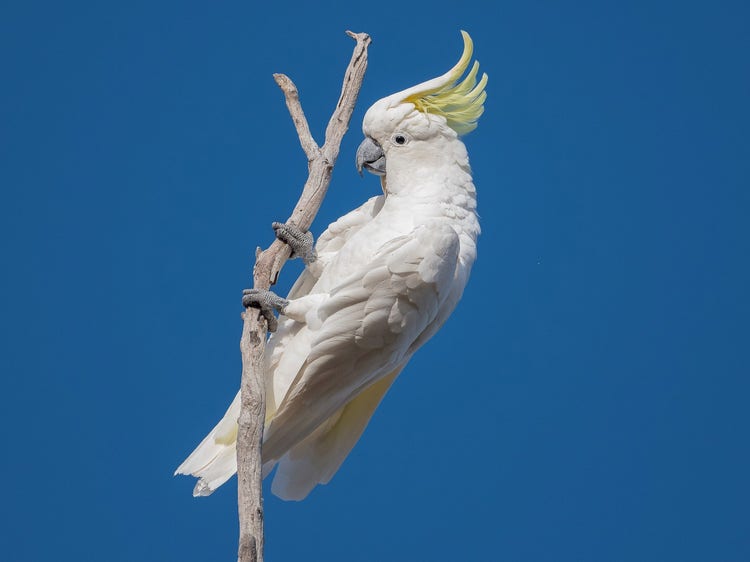 A sulphur-crested cockatoo perched on the end of a woody branch with two toes either side of the branch..