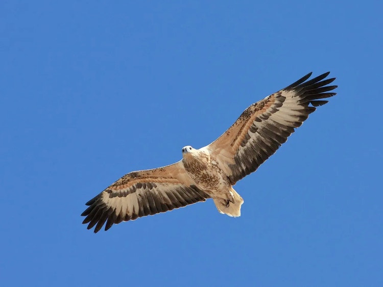 Juvenile white-bellied sea eagle flying with wings outstretched and brown chest and belly.