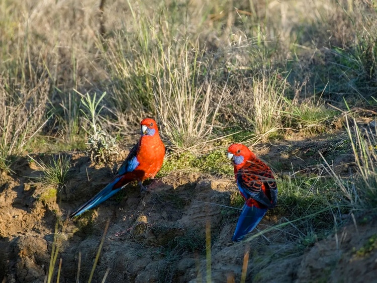 Two crimson rosellas standing on the ground near low grass tussocks searching for grass seeds.