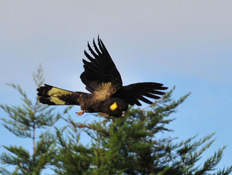 A cockatoo with wings spread wide. Its feather tips are spread out like fingers.