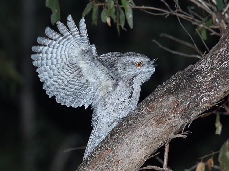 A tawny frogmouth on a branch with its wings open