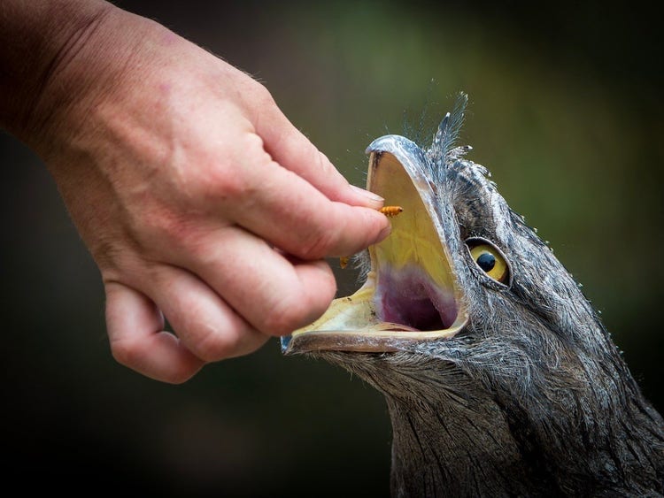 Tawny frogmouth being fed a mealworm by a human.