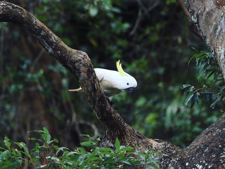 A sulphur-crested cockatoo perched on a branch of a tree