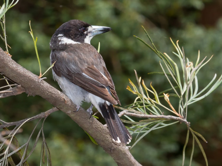 Grey butcherbird perched on a narrow branch in a leafy garden.